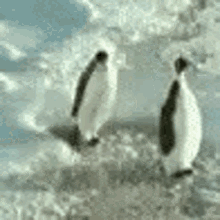 penguin penguins penguin love penguin hug slapping