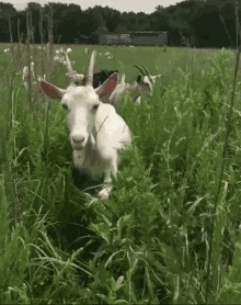 Goat Up Close GIF - Goat Up Close Close GIFs