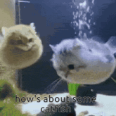 two cats are standing next to each other in a tank of water .
