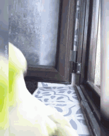 Peekaboo Loro GIF - Peekaboo Loro Parrot GIFs