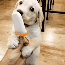 cute puppy eating ice cream