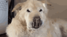 Kodo Dog GIF