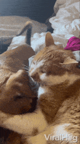 Licking Cat GIF - Licking Cat Dog GIFs