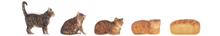 a row of cats are shown in different stages of growth