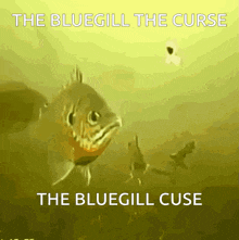 a picture of a fish with the words the bluegill the curse and the bluegill cuse