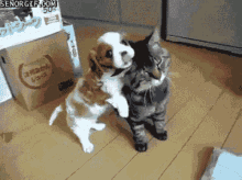 Dog And Cat Cute Baby GIF - Dog And Cat Cute Baby Hugs GIFs