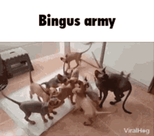 Bingus Binguscord GIF - Bingus Binguscord Bingus Army GIFs