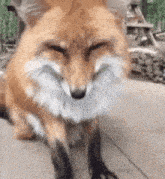 Fox Eepy Fox GIF - Fox Eepy Fox GIFs