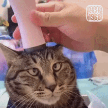 a cat is being petted by a person with the year 1968 on the bottom left