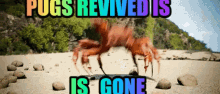 a crab is on a beach with the words pugs revived is is gone above it