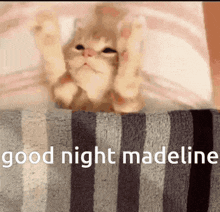 Cat Sleep GIF - Cat Sleep Good Night GIFs