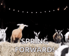 Spring Forward Jump GIF - Spring Forward Jump Goat GIFs