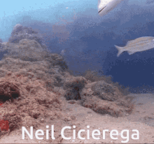 Neil Cicierega Fish GIF - Neil Cicierega Fish Screaming GIFs