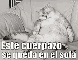 Este Cuerpazo Se Queda En El Sof GIF - Gato Gordo Obeso - Discover &amp; Share  GIFs