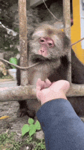 a person is feeding a monkey with a piece of food