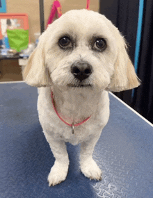 a small white dog with a pink collar standing on a blue table