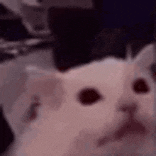 a close up of a white cat 's face with red eyes .