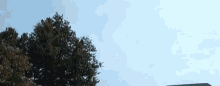 Treetops Clouds GIF - Treetops Clouds Sky GIFs
