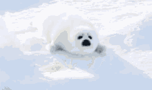 Im Coming Seal GIF - Im Coming Seal Snow GIFs
