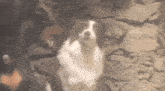 a brown and white dog standing in front of a rock wall