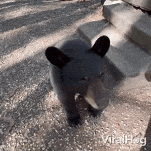 Standing Up Viralhog GIF - Standing Up Viralhog Rising Up GIFs