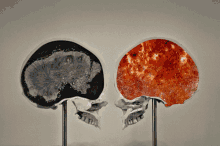 Sapiosexual Brain GIF - Sapiosexual Brain Intelligence GIFs