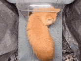 Cat Pufferfish GIF - Cat Pufferfish Hello Street Cat GIFs