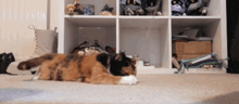 a calico cat laying on the floor in front of a shelf