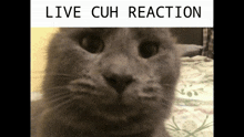 Arnold Cuh Reaction GIF - Arnold Cuh Reaction Cuh Reaction Arnold GIFs