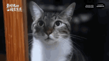 Cats Eyes GIF