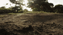 Rising From The Sand World Turtle Day GIF - Rising From The Sand World Turtle Day Untamed GIFs