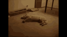 Bad Dream GIF - Dream Nightmare Dog GIFs