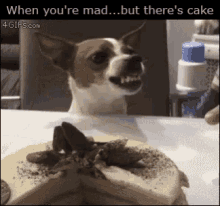When Youre Mad But Theres Cake Dogs GIF - When Youre Mad But Theres Cake Dogs GIFs