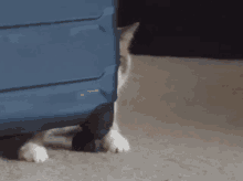 Allie Cat GIF - Allie Cat Peek GIFs
