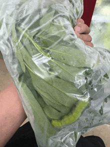 a person is holding a bag of green leaves in their hand