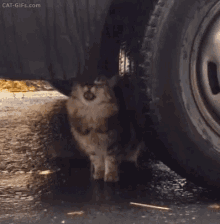 Cat Drinking GIF - Cat Drinking Thirsty GIFs