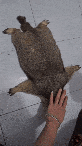 a person with a bracelet on their wrist touches a furry animal on the floor