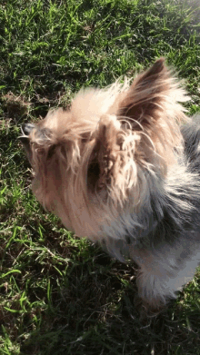 Hi There Dogs GIF - Hi There Dogs Cute GIFs