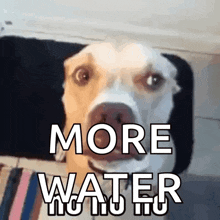 a close up of a dog with the words more water written above it