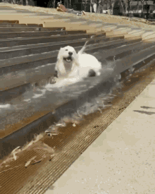 Dog Animal GIF - Dog Animal Water GIFs