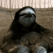 Sloth Sloth W GIF - Sloth Sloth W Pace GIFs