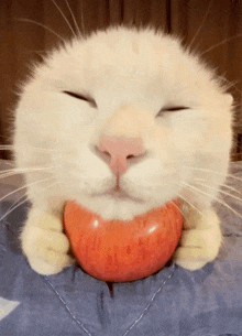 кот яблоко GIF