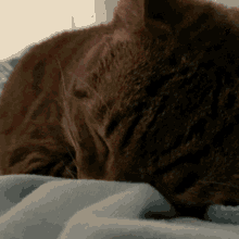 Cat Sleeping GIF - Cat Sleeping Pet GIFs