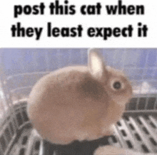 a picture of a rabbit in a cage with the caption `` post this cat when they least expect it '' .