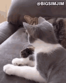 Cute Cats Cuddling Cats GIF - Cute Cats Cuddling Cats Sleeping Cats GIFs