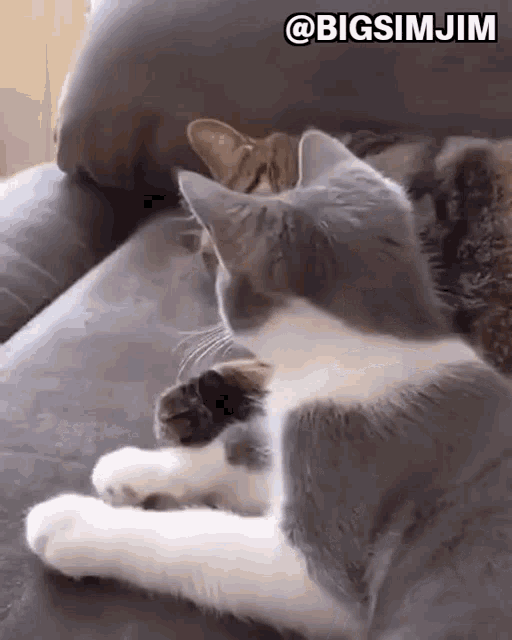 Cute Cats Cuddling Cats GIF - Cute Cats Cuddling Cats Sleeping ...