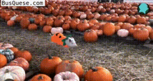 Pigs Disguised Cute GIF - Pigs Disguised Cute Funny GIFs