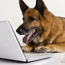 Dog Online Dog Laptop GIF - Dog Online Dog Laptop German Shepherd GIFs