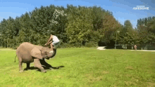 Elephant Stunt GIF - Elephant Stunt Trick GIFs