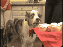 Wtf GIF - Dog Excited Cupcake GIFs